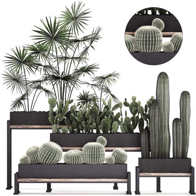 现代绿植仙人掌盆栽3D模型