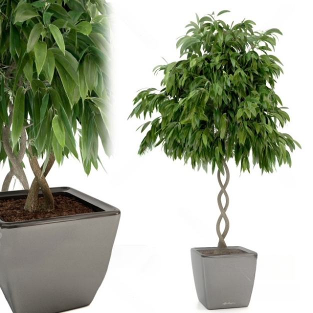 现代植物盆栽3D模型