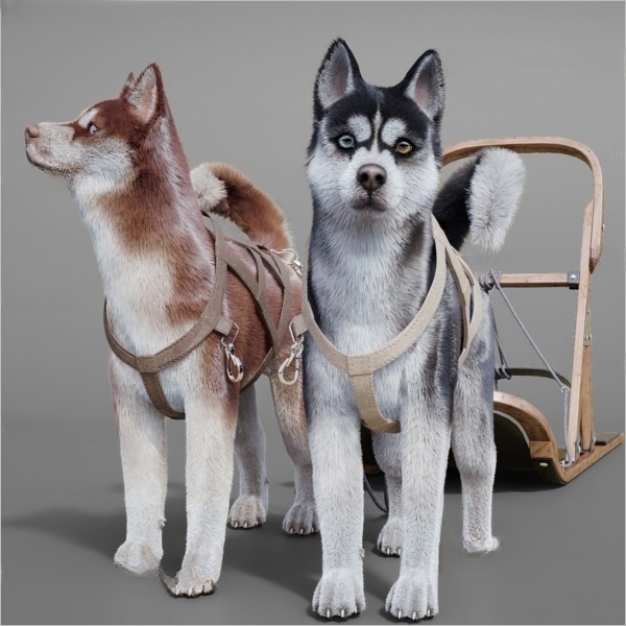 现代狗 雪橇犬3D模型