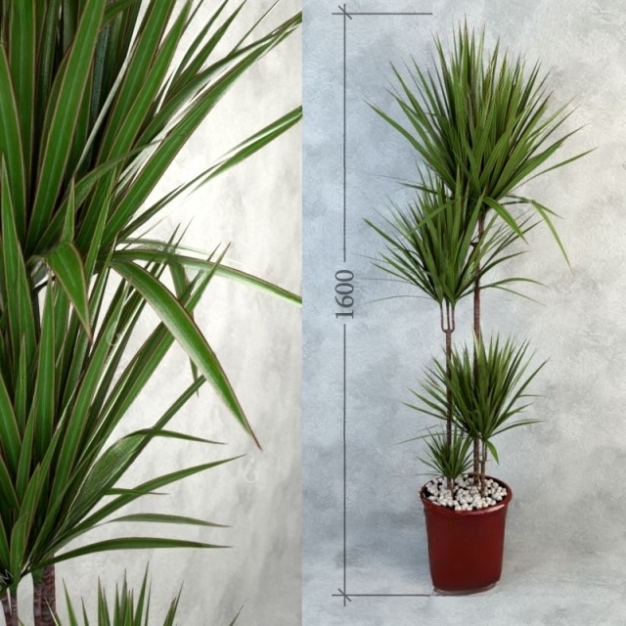 现代植物盆栽3D模型