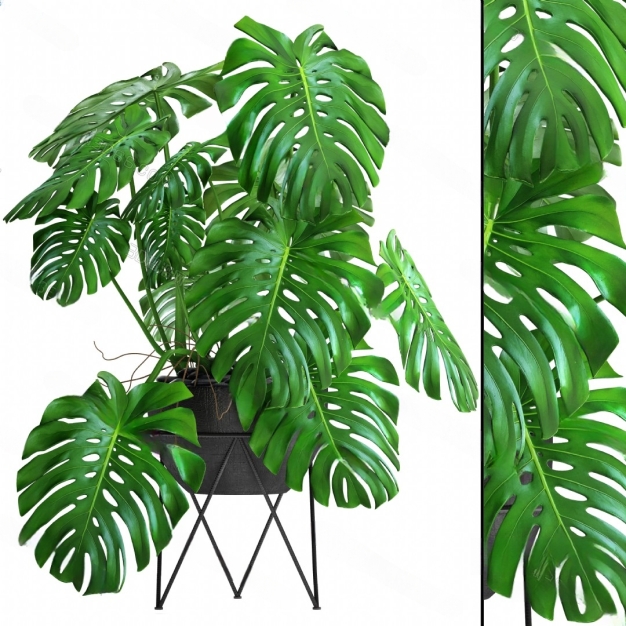 现代植物 盆栽 龟背竹3D模型
