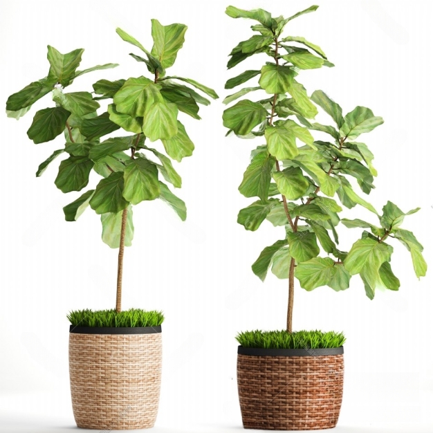 北欧绿植盆栽3D模型