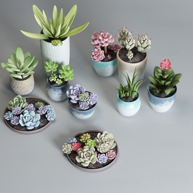 现代植物盆栽 多肉3D模型