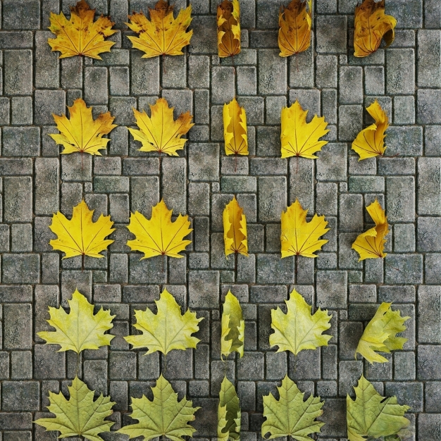 现代植物 树叶3D模型