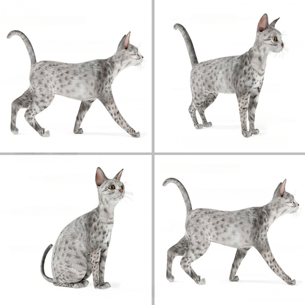猫咪3D模型