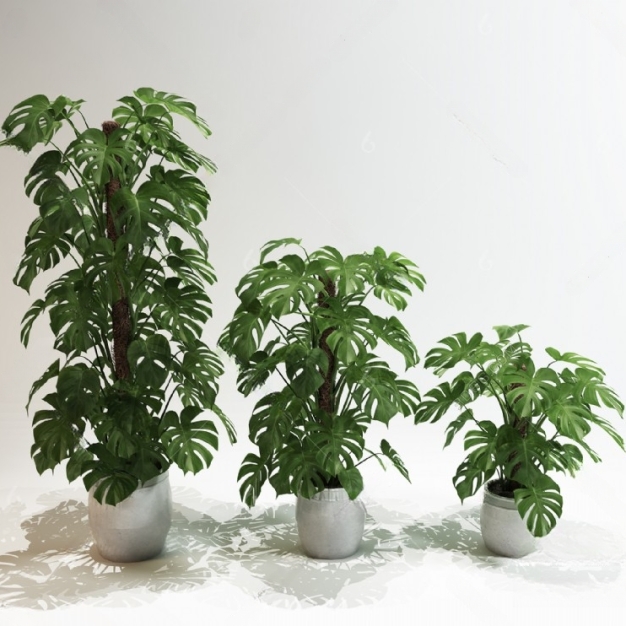 现代植物盆栽 龟背竹3D模型