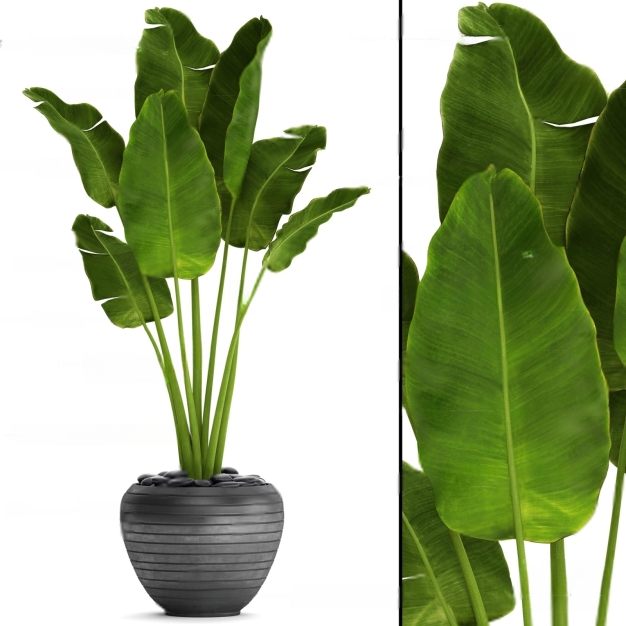 现代植物盆栽3D模型