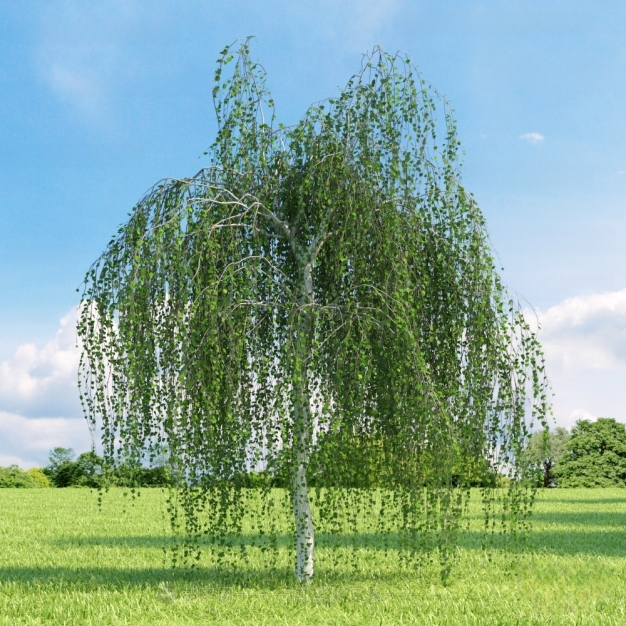 现代大树 草地3D模型