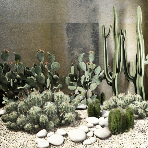 仙人掌植物3D模型