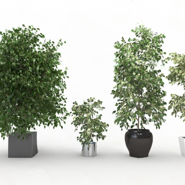 现代植物盆栽3D模型