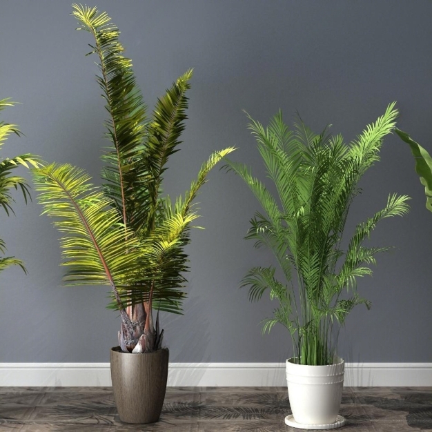 现代植物盆栽3D模型