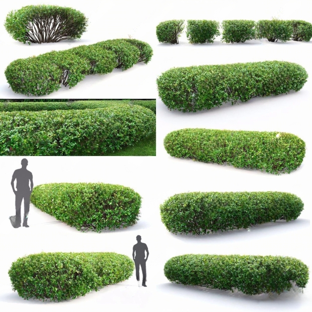 灌木3D模型