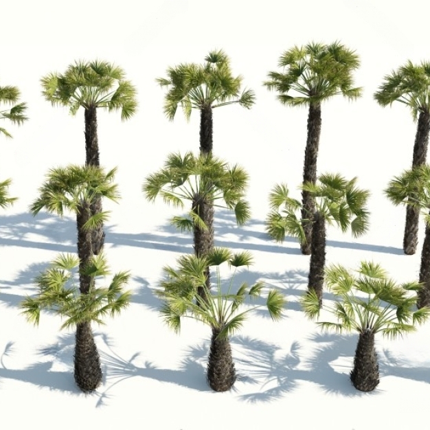 棕榈树3D模型