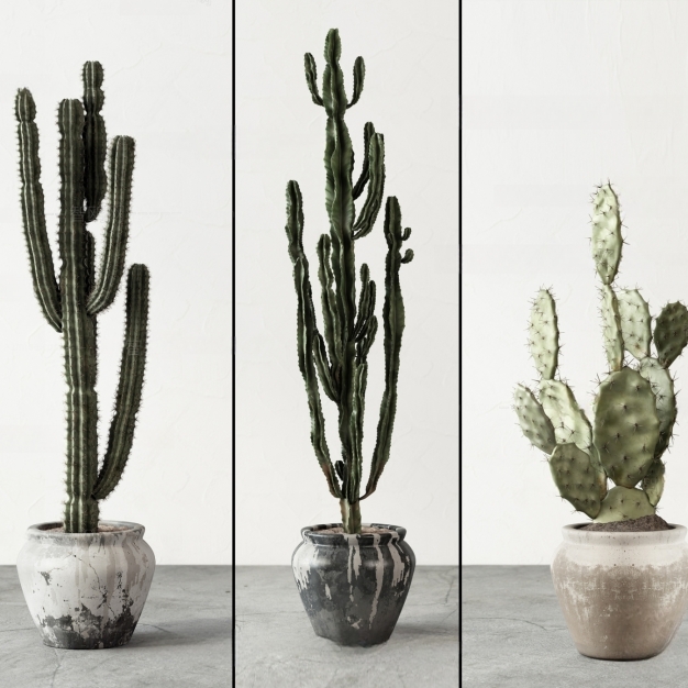 仙人掌盆栽植物3D模型