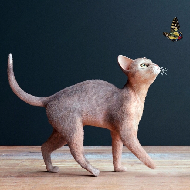 猫咪3D模型