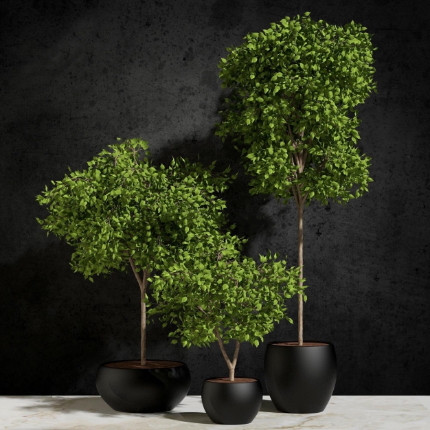 植物盆栽3D模型