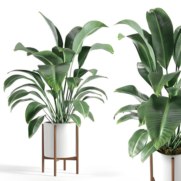 植物盆栽3D模型