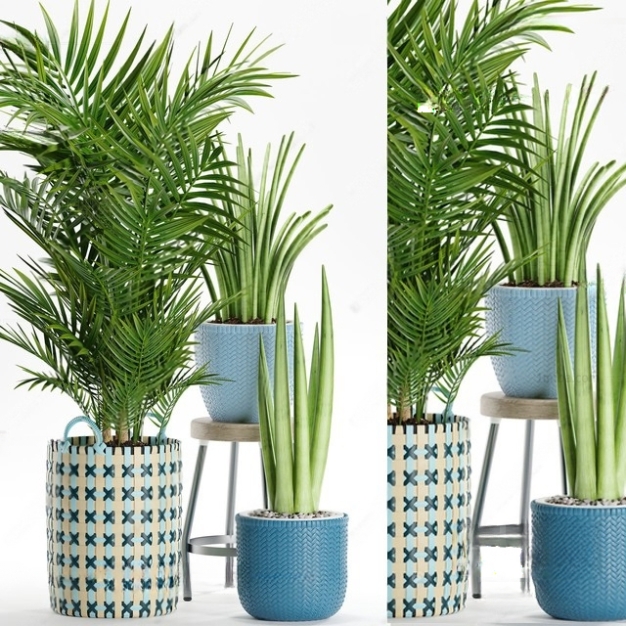 植物盆栽3D模型