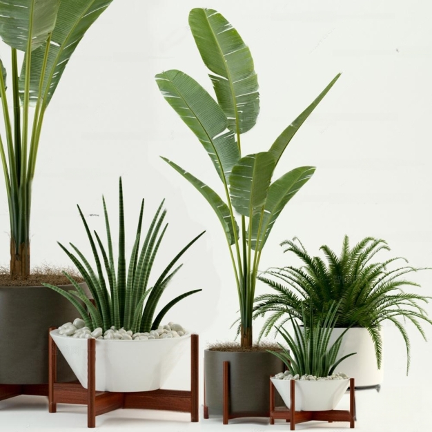 植物盆栽3D模型