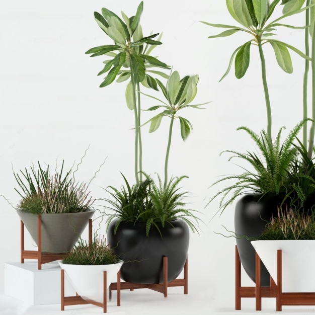 植物盆栽D模型