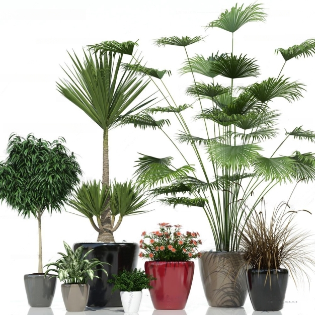 植物盆栽3D模型