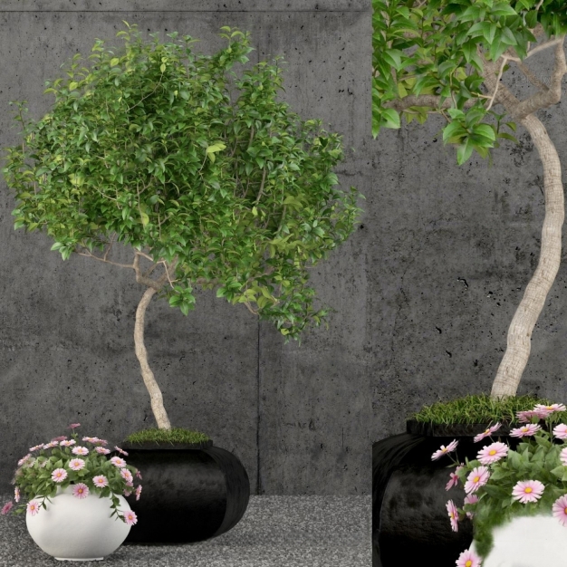植物盆栽3D模型