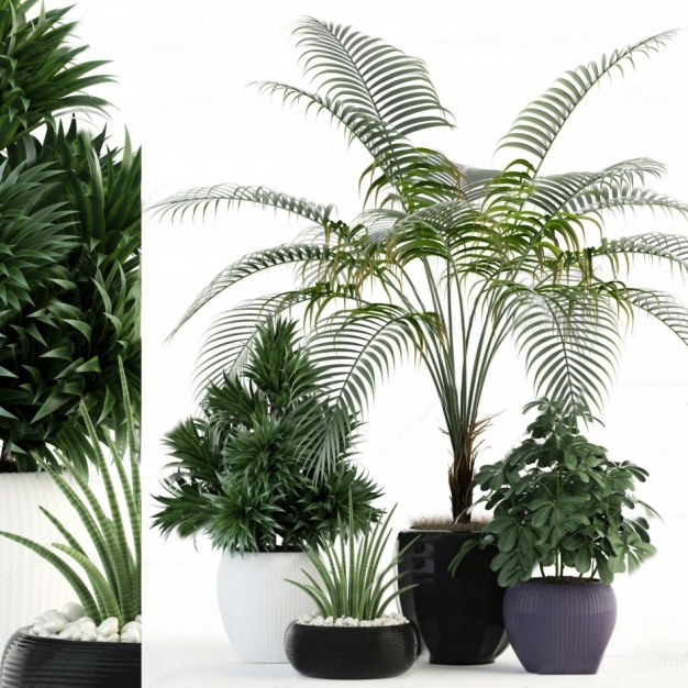 植物盆栽3D模型