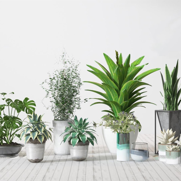 现代植物盆栽3D模型