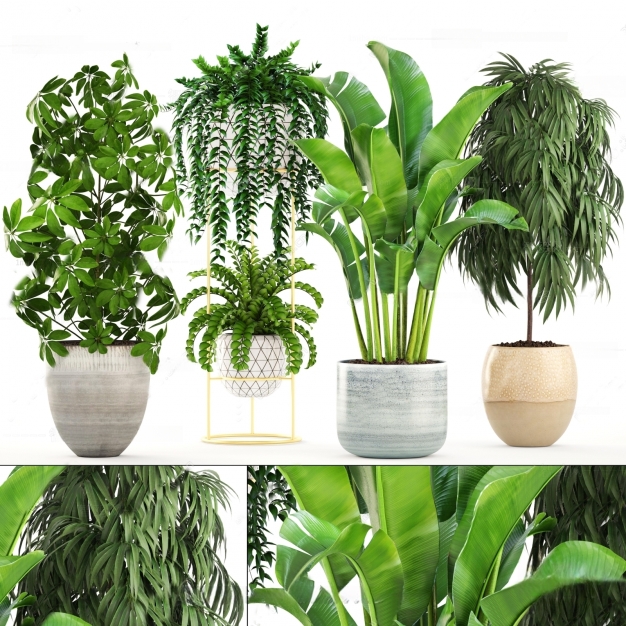 现代植物盆栽3D模型