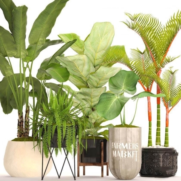植物盆栽3D模型