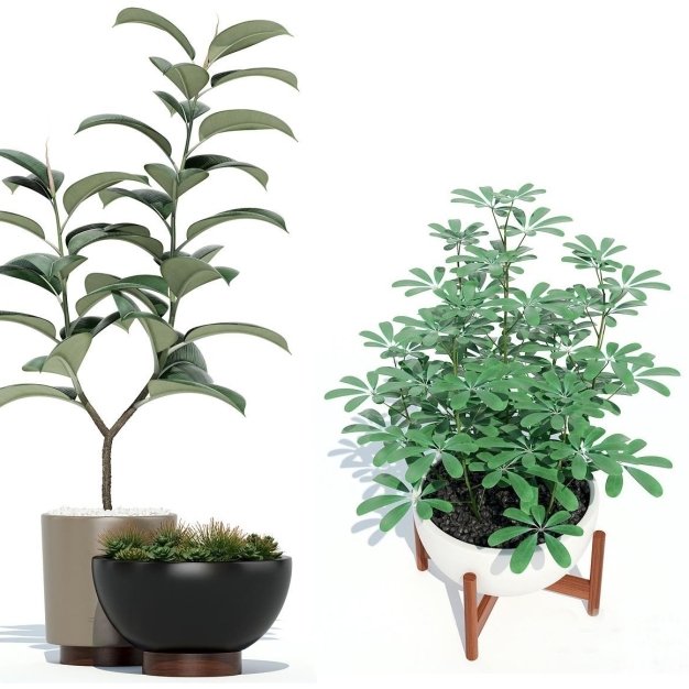 植物盆栽3D模型