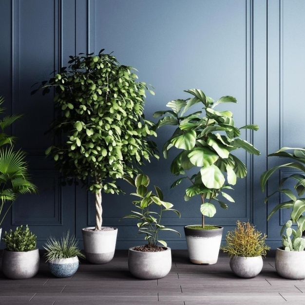 植物盆栽3D模型