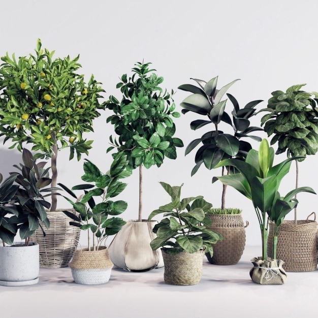 植物盆栽3D模型
