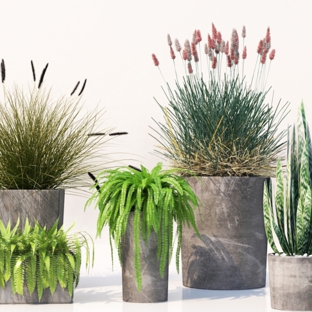 植物盆栽3D模型