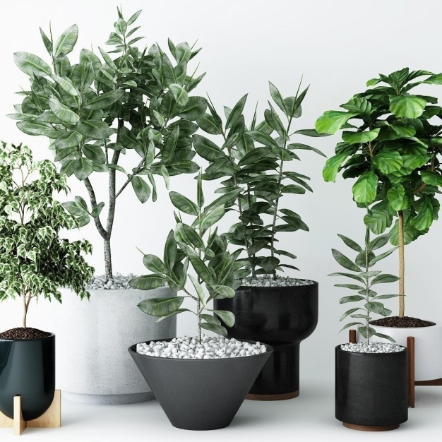 植物盆栽3D模型