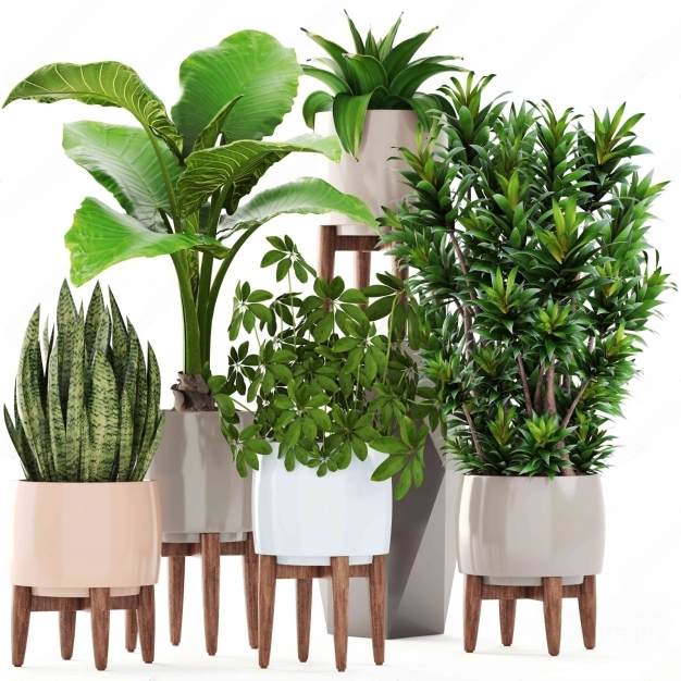植物盆栽3D模型