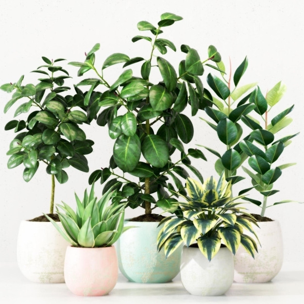 植物盆栽3D模型