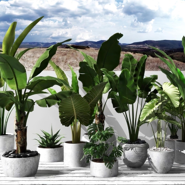 植物盆栽3D模型