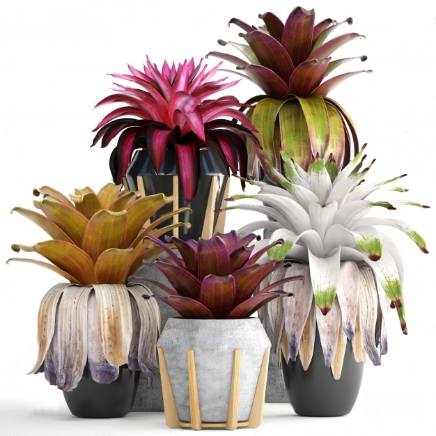 植物盆栽3D模型