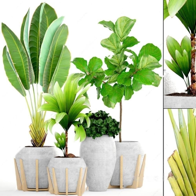 植物盆栽3D模型