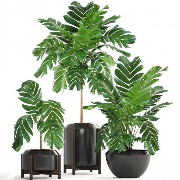 植物盆栽3D模型