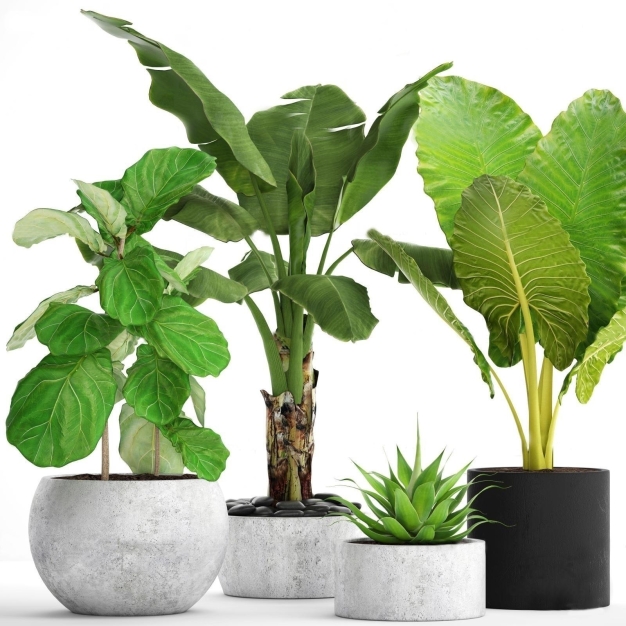 植物盆栽3D模型