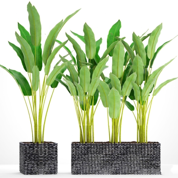 植物盆栽3D模型