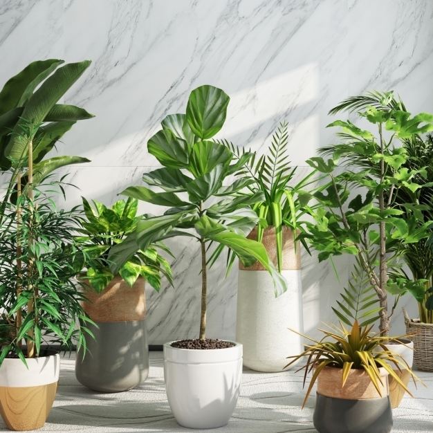 植物盆栽3D模型