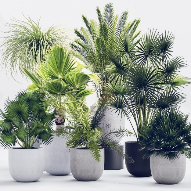 植物盆栽3D模型