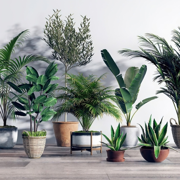 植物盆栽3D模型