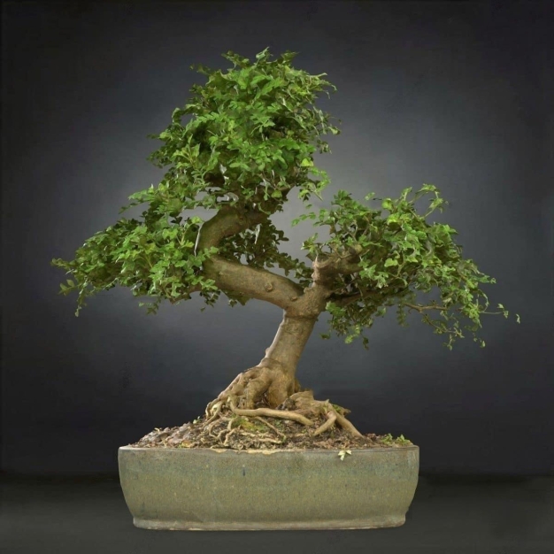 植物盆栽3D模型