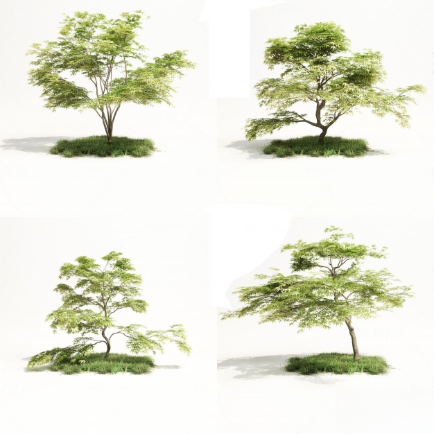 现代大树3D模型