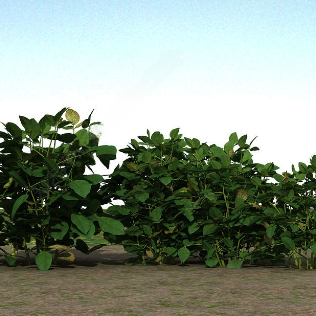 现代毛豆农作物3D模型
