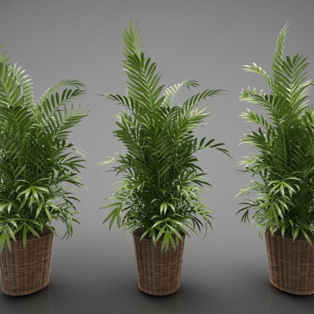 现代植物盆栽3D模型